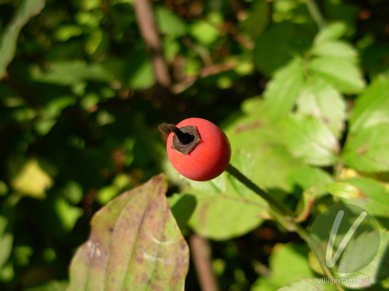 Feld-Rose: Früchte