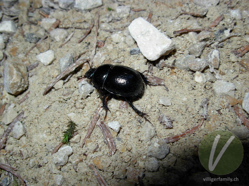 Waldmistkäfer: 