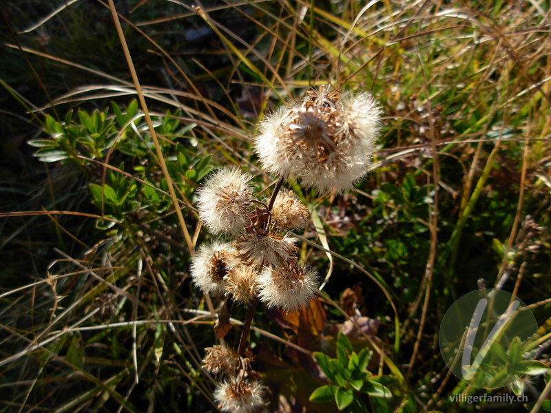 Alpen-Goldrute: Früchte