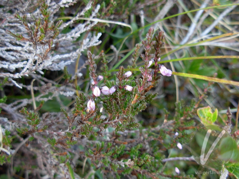 Besenheide: Blüten, Blätter