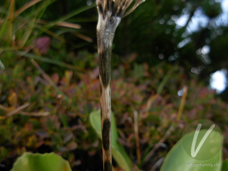 Aurikel: Stengel