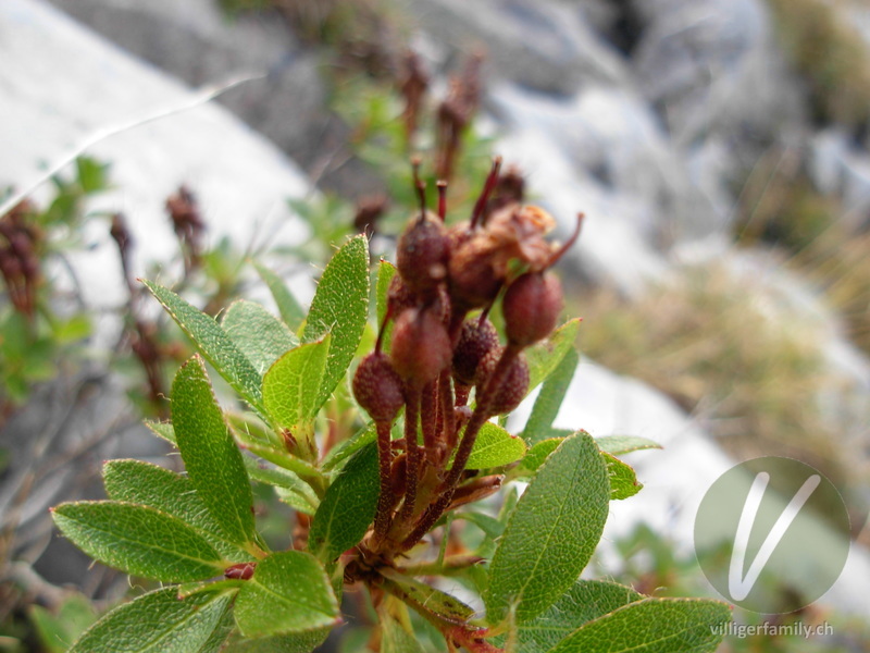 Bewimperte Alpenrose: Früchte