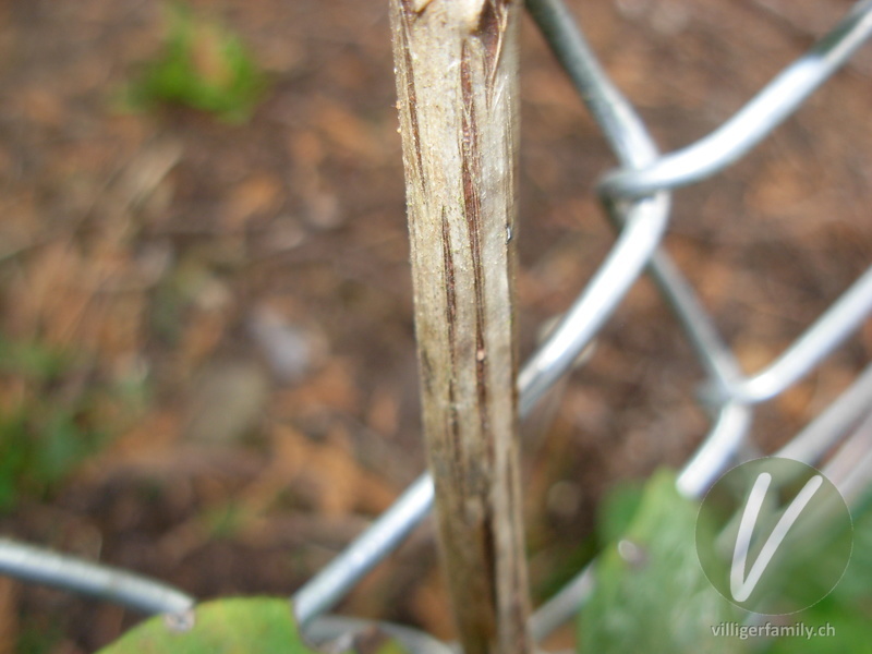 Schneebeere: Stengel