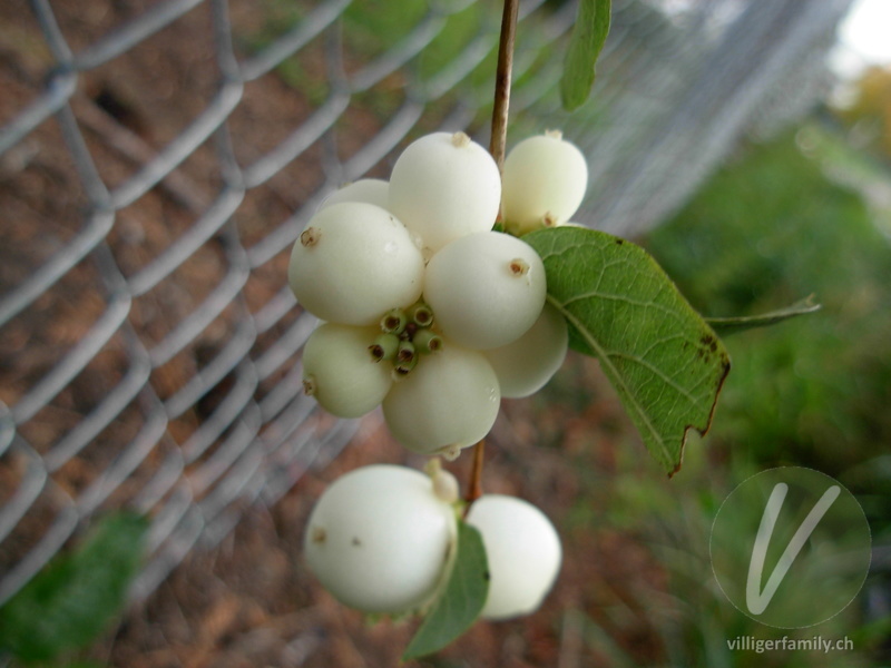 Schneebeere: Blüten