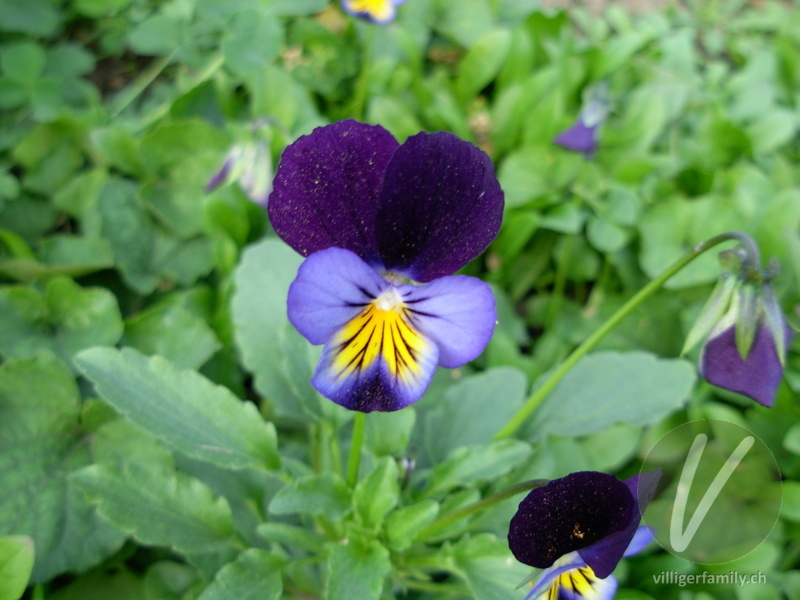 Gewöhnliches Feld-Stiefmütterchen: Blüten