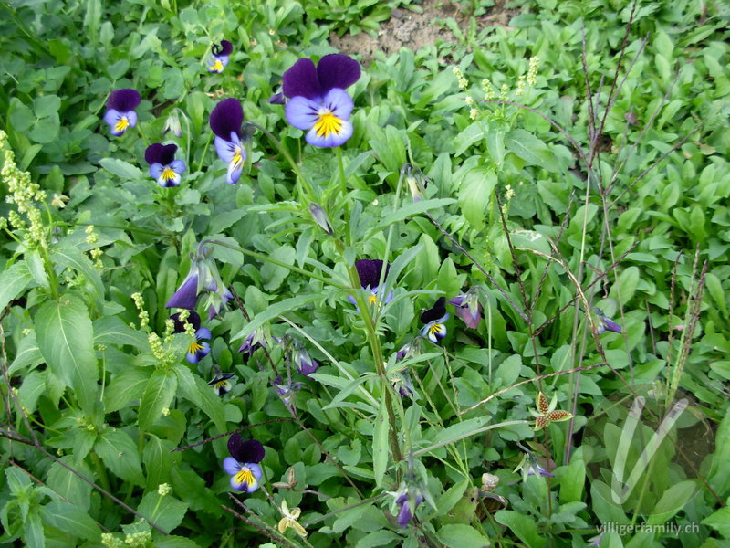 Gewöhnliches Feld-Stiefmütterchen: Gesamtbild