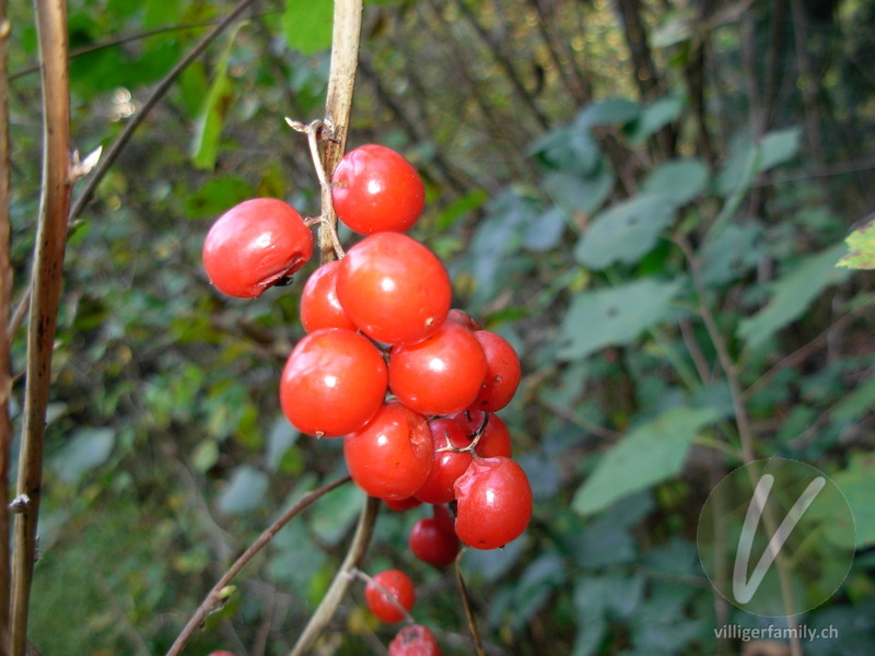 Wald-Geissblatt: Früchte