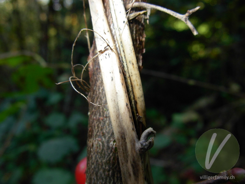 Wald-Geissblatt: Stengel