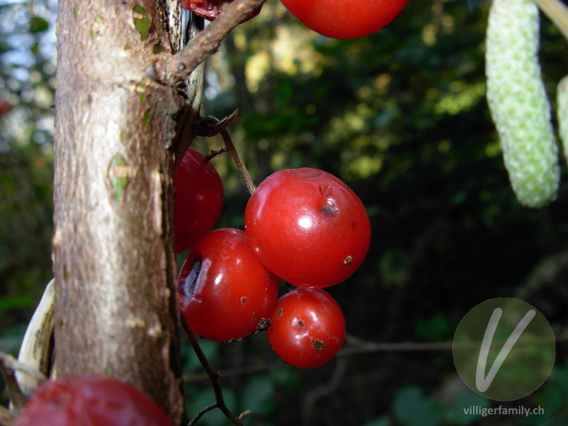 Wald-Geissblatt: Früchte