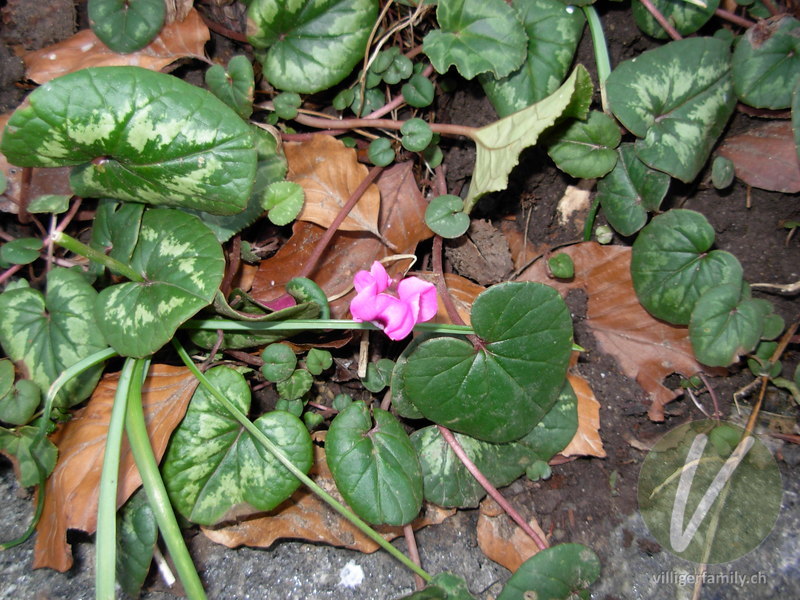 Vorfrühlings-Alpenveilchen: Gesamtbild, Blüten, Blätter