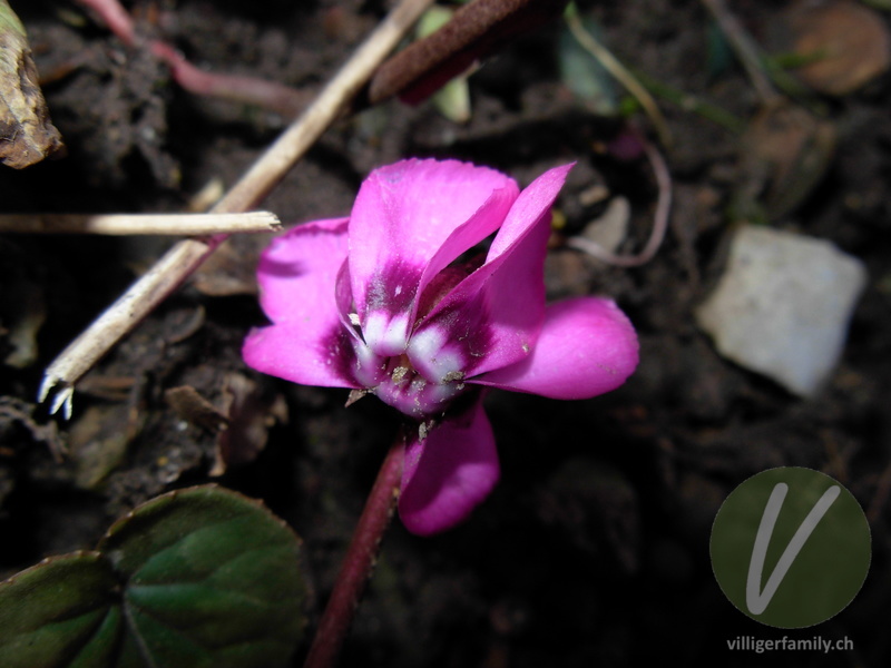 Vorfrühlings-Alpenveilchen: Blüten