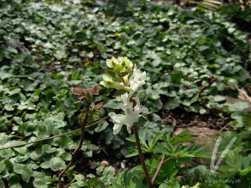 Hohlknolliger Lerchensporn: Blüten, Gesamtbild