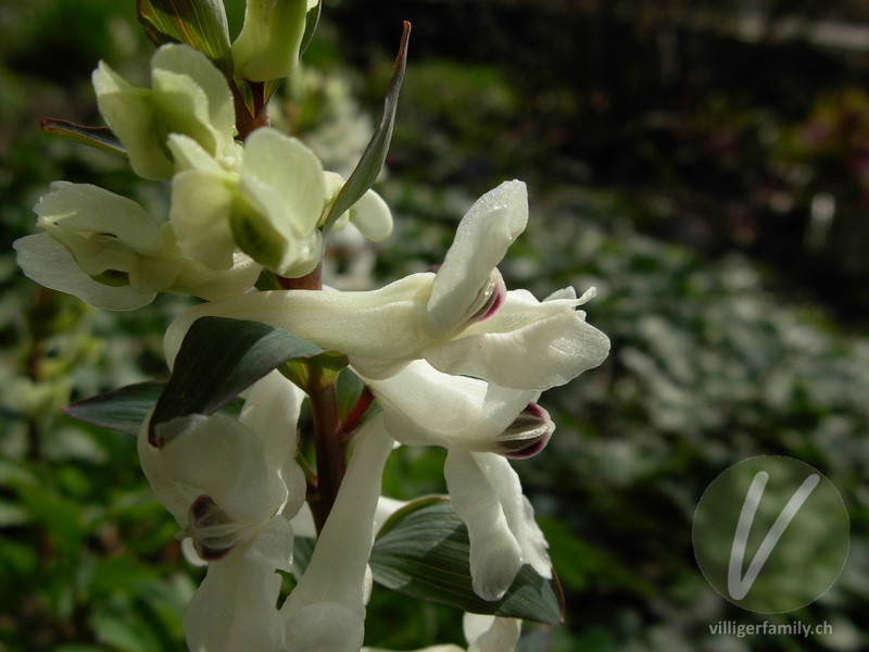 Hohlknolliger Lerchensporn: Blüten