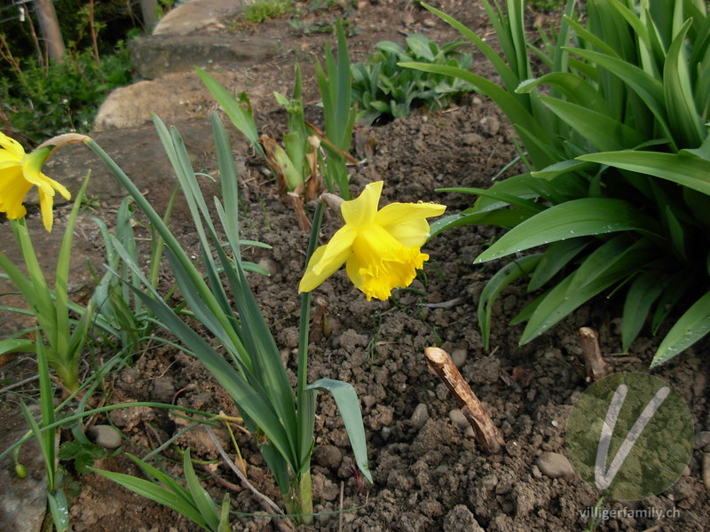 Osterglocke: Blüten, Gesamtbild