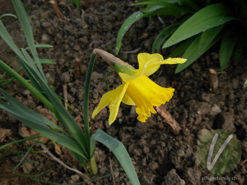 Osterglocke: Blüten, Gesamtbild