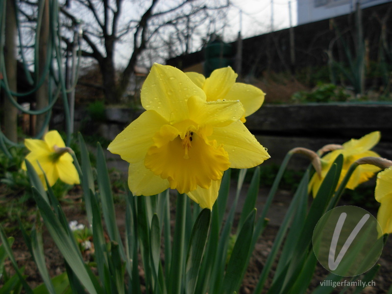 Osterglocke: Blüten