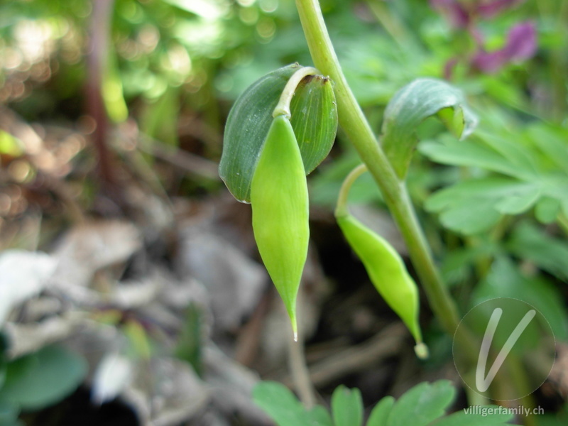 Hohlknolliger Lerchensporn: Früchte