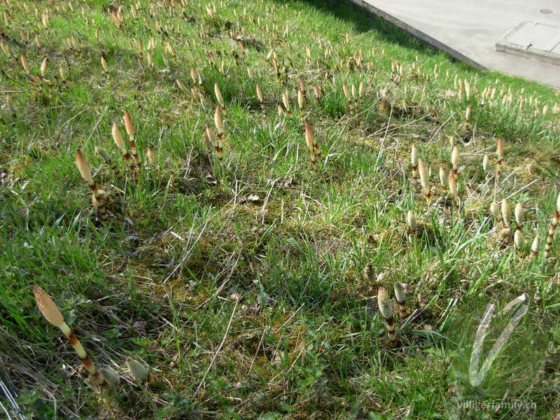 Riesen-Schachtelhalm: Blüten