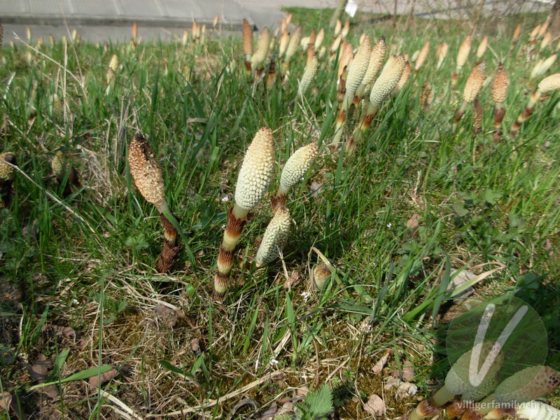 Riesen-Schachtelhalm: Blüten