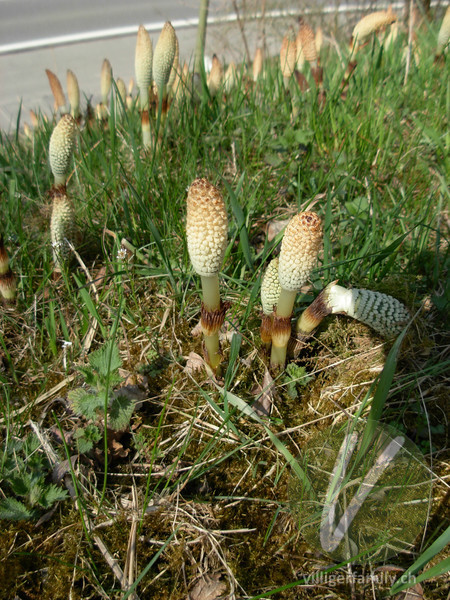 Riesen-Schachtelhalm: Blüten