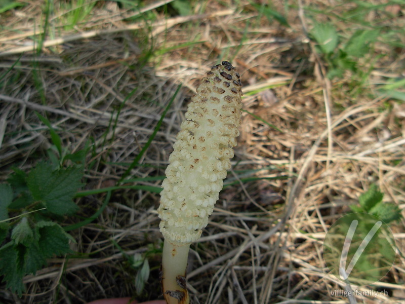 Riesen-Schachtelhalm: Blüten