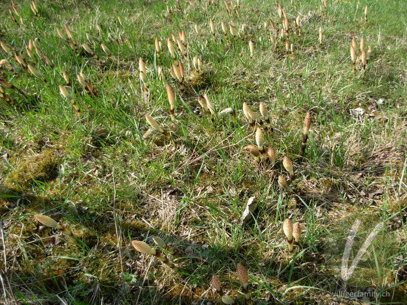 Riesen-Schachtelhalm: Blüten