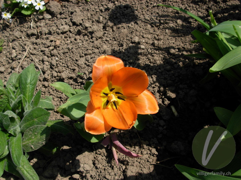 Garten-Tulpe: Blüten