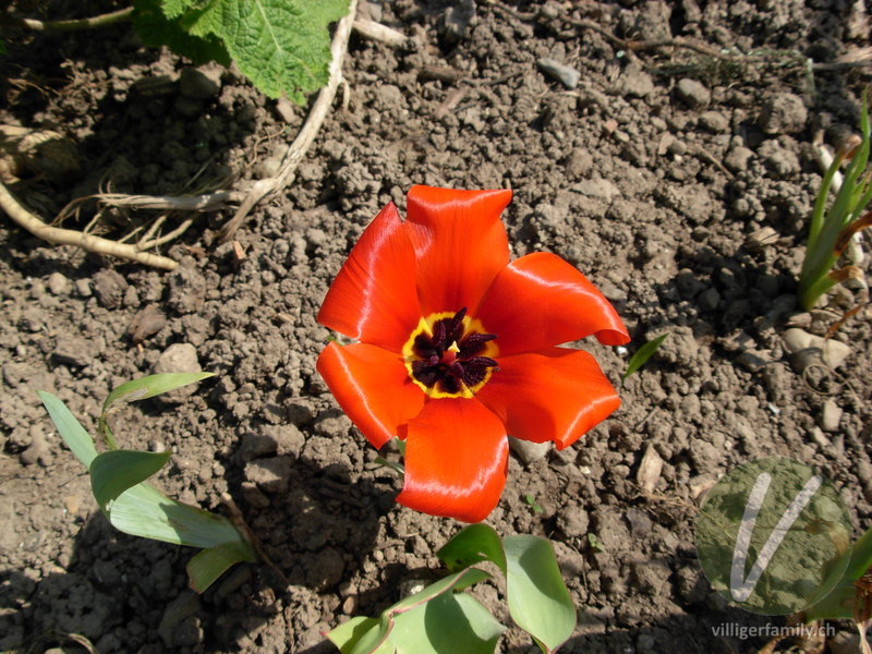 Garten-Tulpe: Blüten