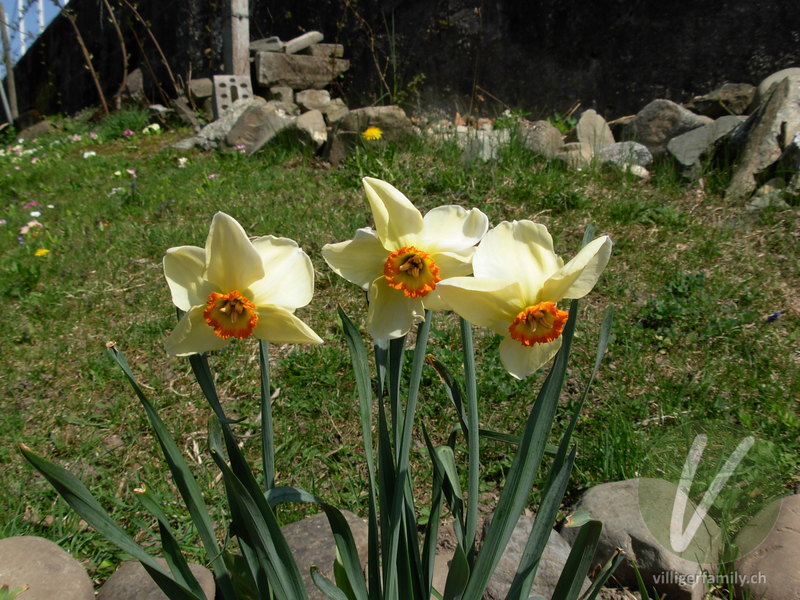 Weisse Garten-Narzisse: Blüten
