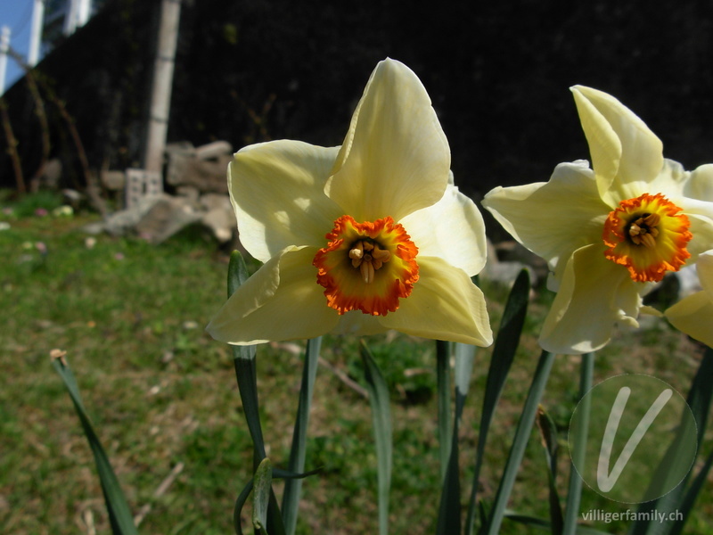 Weisse Garten-Narzisse: Blüten