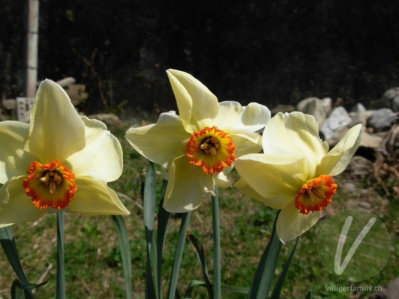 Weisse Garten-Narzisse: Blüten