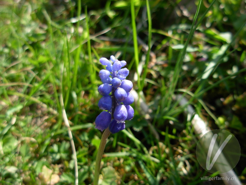 Gemeine Traubenhyazinthe: Blüten