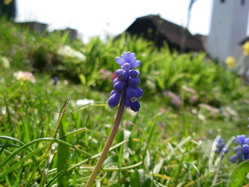 Gemeine Traubenhyazinthe: Blüten