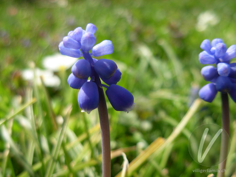 Gemeine Traubenhyazinthe: Blüten