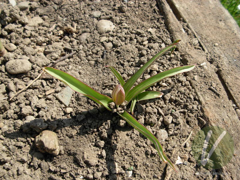 Tarda-Tulpe: Gesamtbild