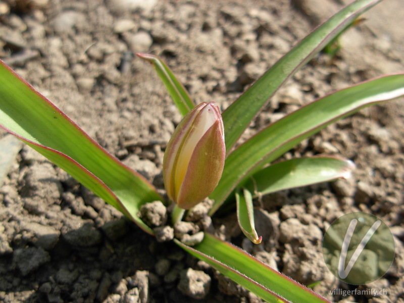 Tarda-Tulpe: Blüten