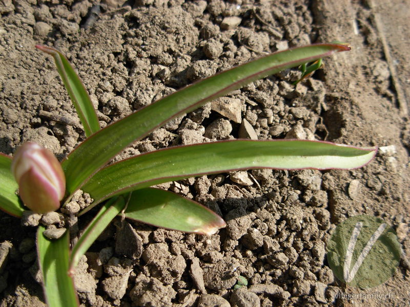 Tarda-Tulpe: Blätter