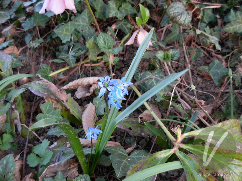 Sibirischer Blaustern: Blüten, Blätter, Gesamtbild