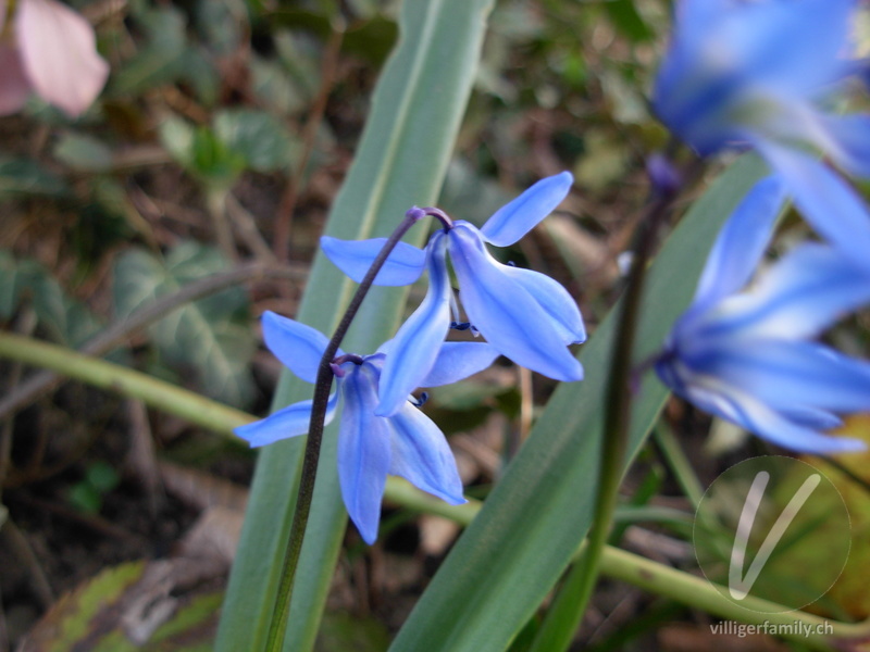 Sibirischer Blaustern: Blüten