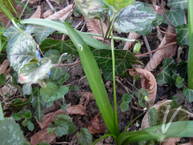 Sibirischer Blaustern: Blätter