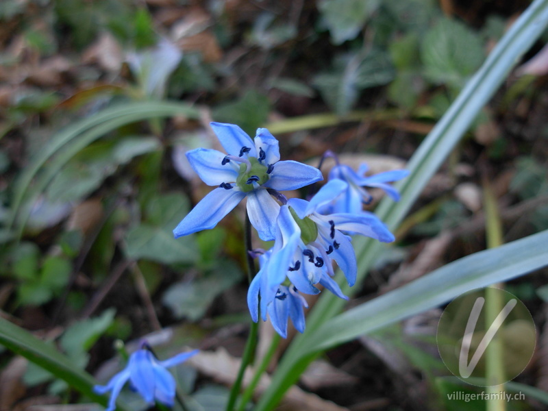 Sibirischer Blaustern: Blüten, Früchte