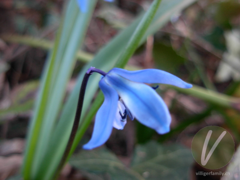 Sibirischer Blaustern: Blüten