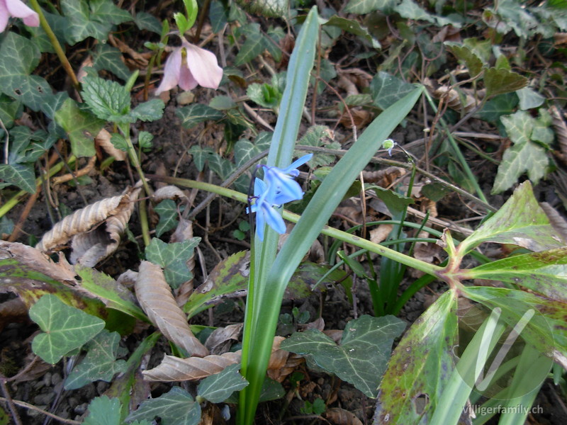 Sibirischer Blaustern: Blüten, Blätter, Gesamtbild