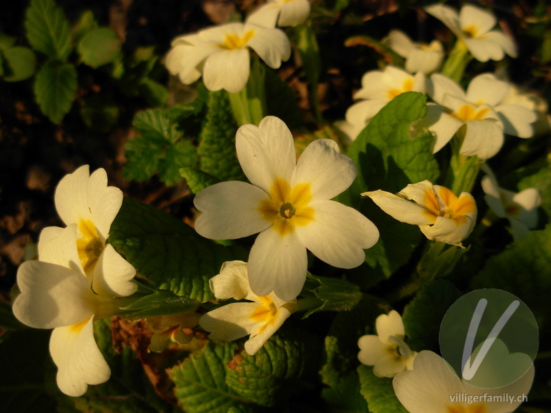 Stengellose Schlüsselblume: Blüten