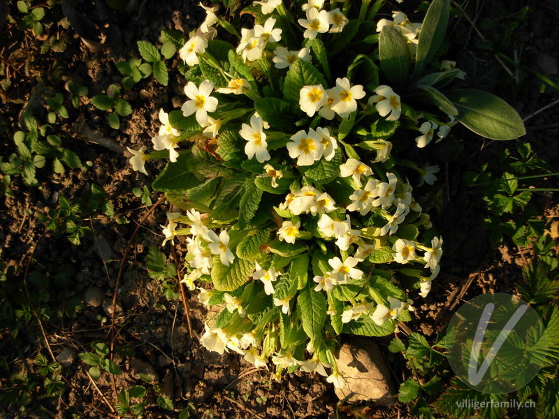 Stengellose Schlüsselblume: Blüten, Gesamtbild