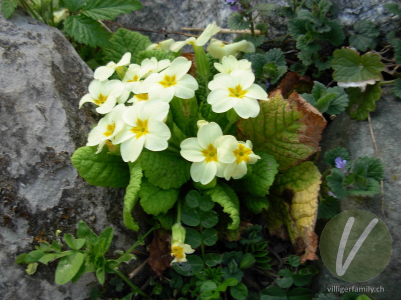 Stengellose Schlüsselblume: Blüten, Gesamtbild