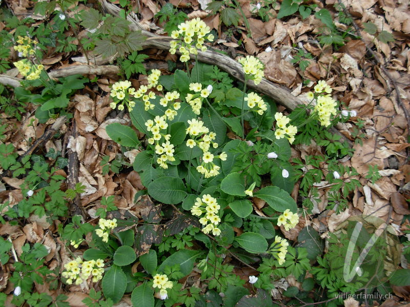 Wald-Schlüsselblume: Gesamtbild