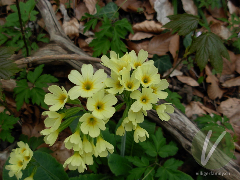 Wald-Schlüsselblume: Blüten