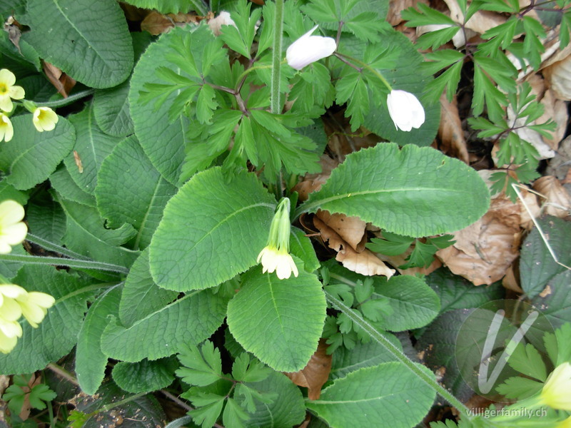 Wald-Schlüsselblume: Blätter, Gesamtbild