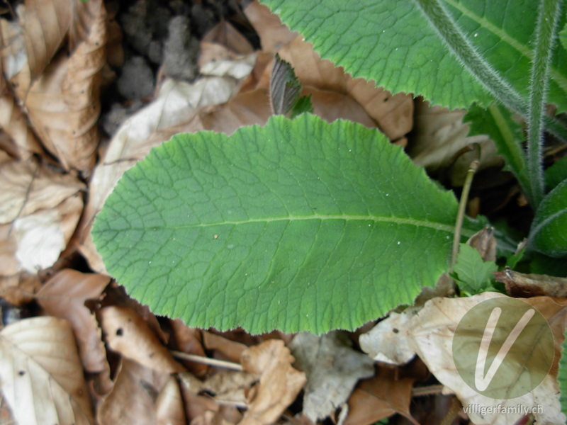 Wald-Schlüsselblume: Blätter